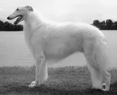 Top Conformation Borzoi All-Breed 2001